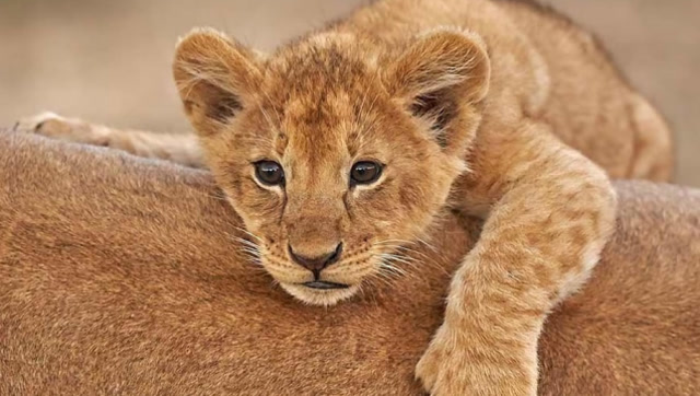 可怜,小狮子好像快不行了