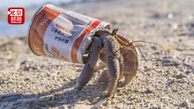 海洋垃圾泛滥 太平洋偏远岛屿上寄居蟹竟以罐为"家"!