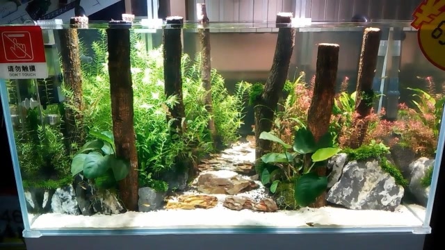 鱼缸里的大树桩?这是香槟木,草缸里的树林
