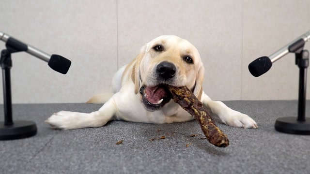 趣味萌宠:狗狗吃美食表演