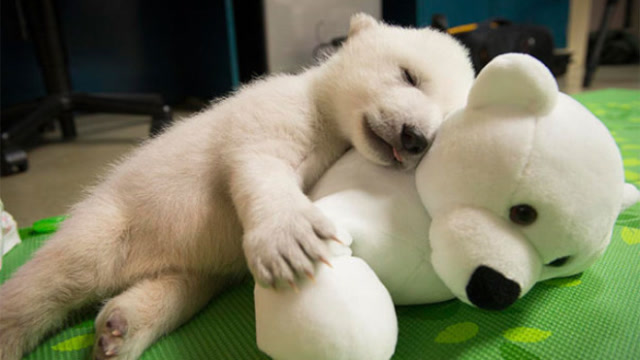 小北极熊出生到长大全过程!当看着它抱着假熊睡觉,莫名一阵心疼