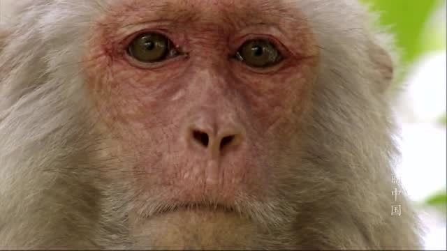 美丽中国:野生猕猴休息,优美的睡姿,抓耳挠腮的小猴子太可爱了