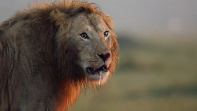 流浪雄狮被鬣狗群包围,生死关头兄弟赶来营救,画面感人落泪