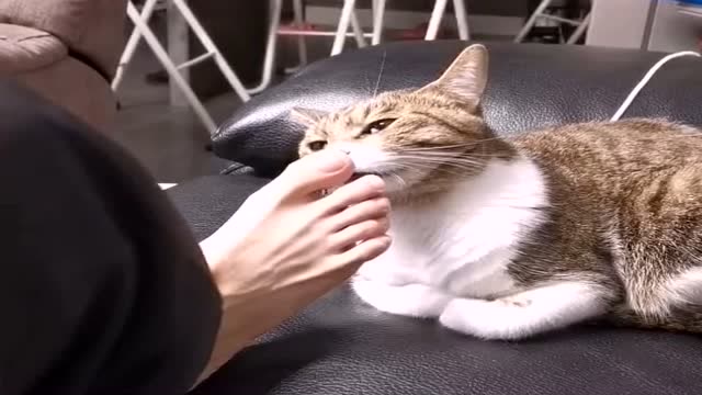 主人把臭脚丫子给猫闻,喵星人的表情亮了,网友:恶心到了!