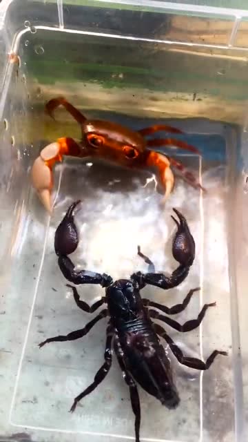 蝎子莱莱大战卡布达