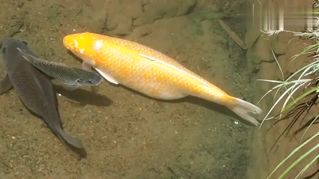 大肚子的鲤鱼,好肥啊