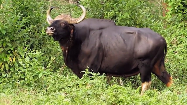 印度野牛有多彪悍?平均重量1000公斤,脾气火爆到主动攻击老虎