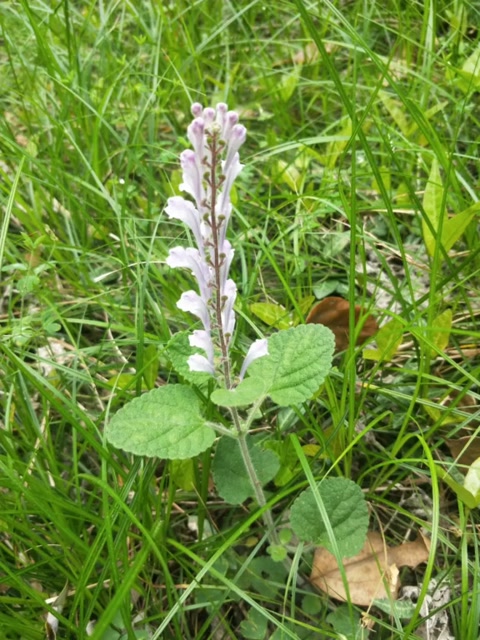 采药录——韩信草