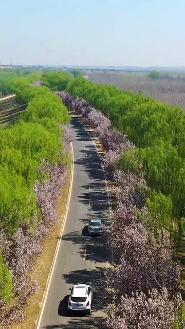 航拍济南黄河大坝,春风十里樱花红