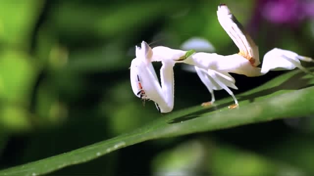 罕见白色螳螂,近距离观察昆虫的世界,斗智斗勇的丛林法则