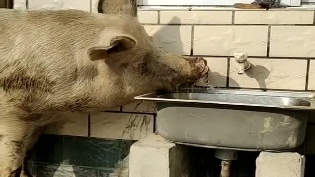 现在的猪都快成精了,竟可以自己打开水龙头,真的是看傻了路人!