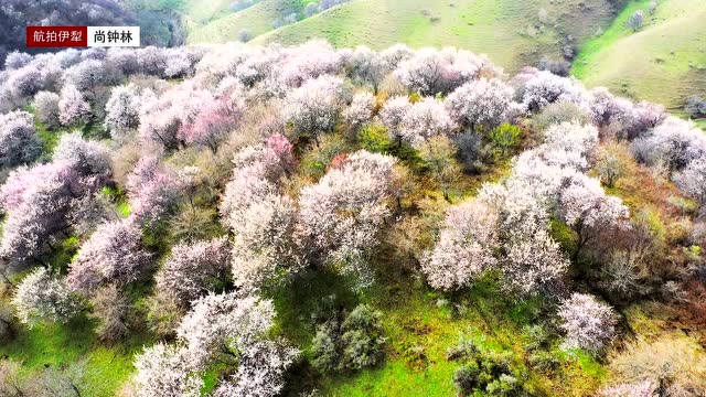 层林浸染的霍城大西沟福寿山到处都是盛开的美丽杏花
