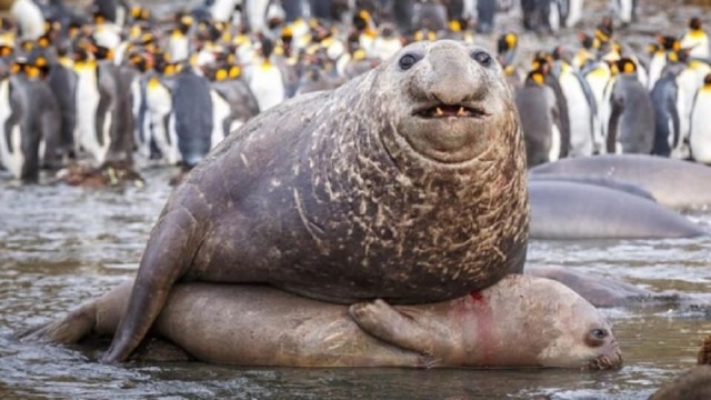 体重达4吨的海豹,压在体型娇小的雌海豹上,甚至都被压出血来