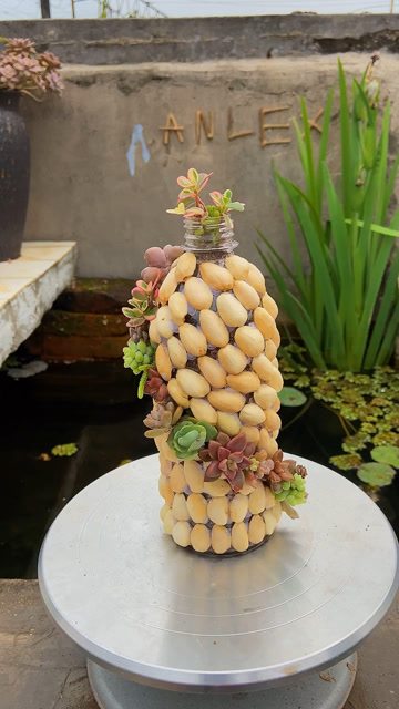 塑料瓶和开心果壳做的多肉植物创意盆栽