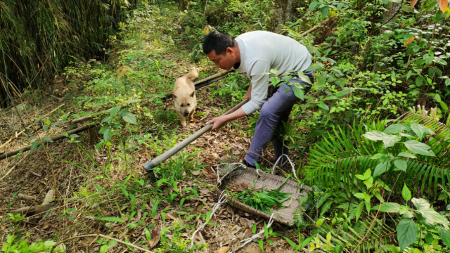 天气越来越热,白哥上山挖淡竹叶泡茶,一会时间找了这么多