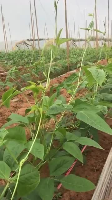 豆角苗长得不错