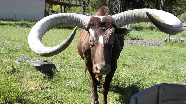 世界上最大的牛角,长达90多厘米,出价130万主人怎么都不卖!