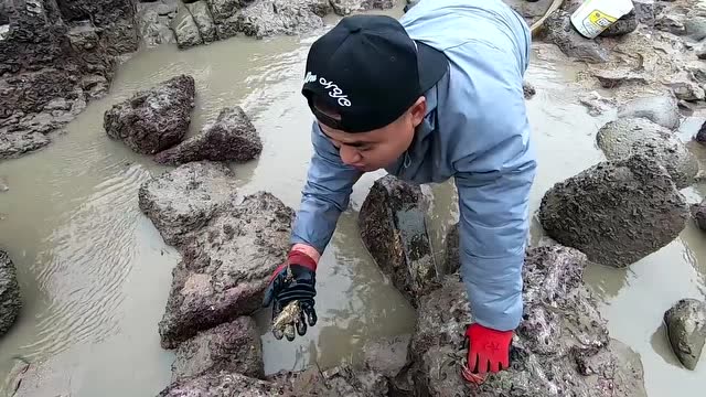 大熊兄弟大风浪天赶海抽水坑包公鱼长得太霸气抓到一条就爆桶