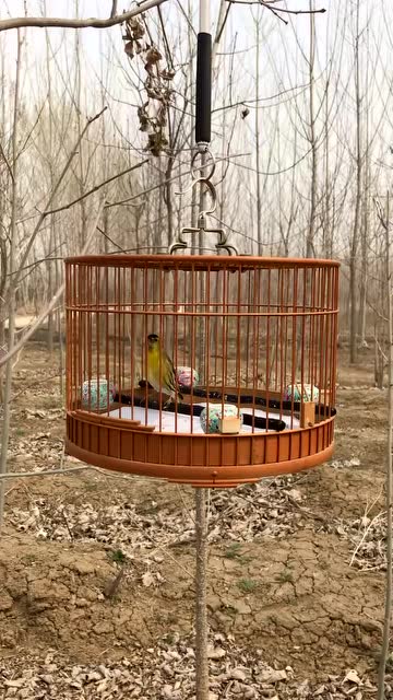 正宗老北京三大口黄雀叫