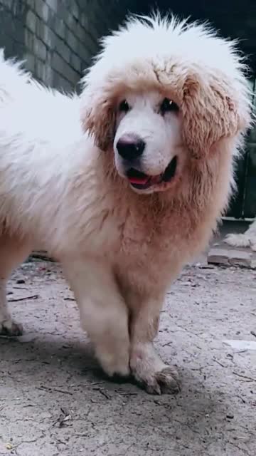一只孤傲的白色藏獒,看这发型配这眼神,像极了啥