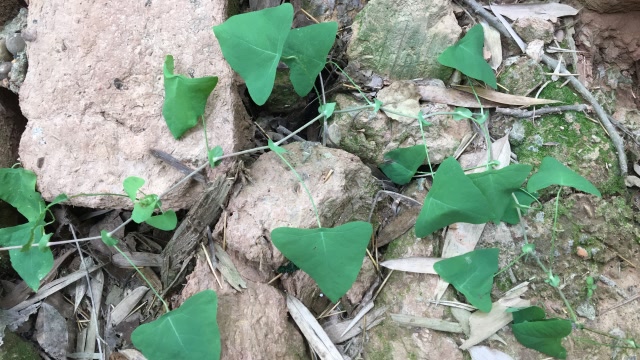 毒蛇见了都要倒退逃跑的蛇退草,到底哪里神奇?一起来认识一下