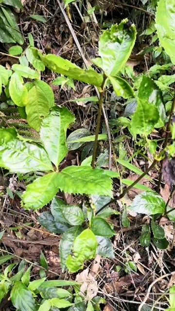 治骨伤草药系列一一草珊瑚