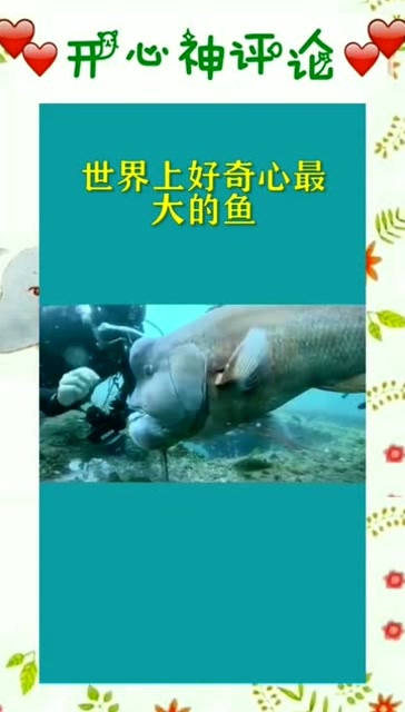 是谁给你的六眼飞鱼?是梁静茹吗?