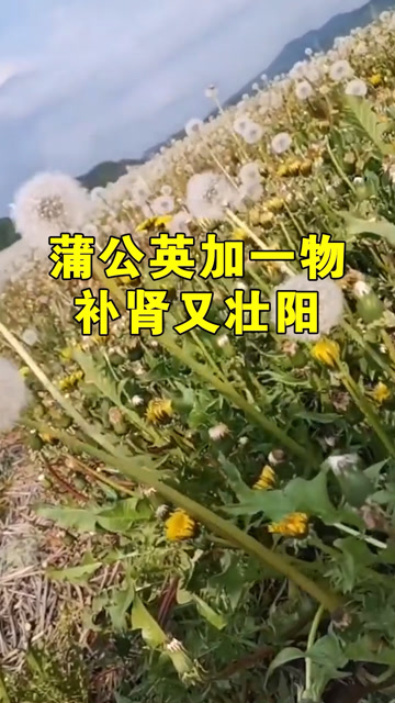 蒲公英加一物补肾又壮阳快给你老公安排上吧