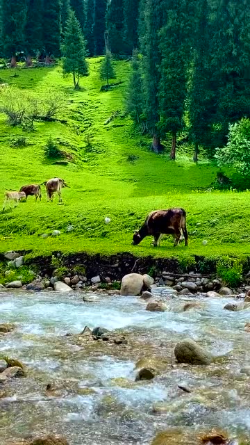 青青草原天地宽,坡上牛羊恋草滩.高山雪水清澈甜,鸟鸣声声似笛欢.