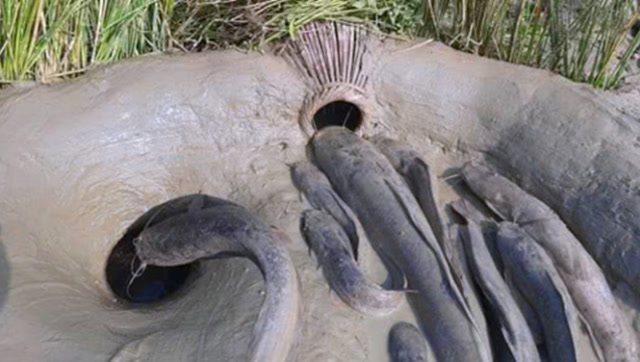 外国小哥自制泥潭陷阱,肥美鲶鱼不断进洞,小哥这次能赚10000吗?