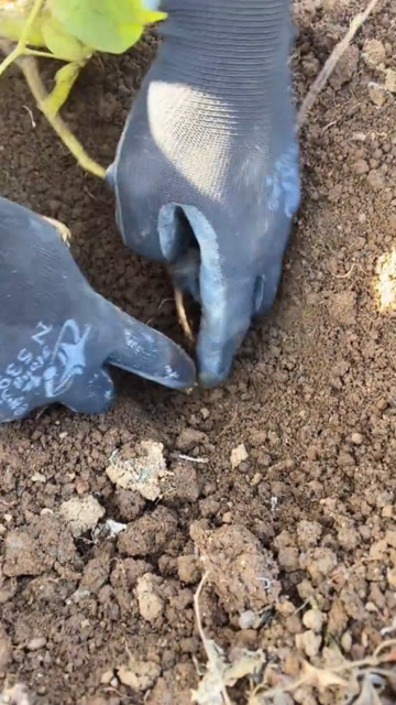 精神小伙到地里挖宝贝吃