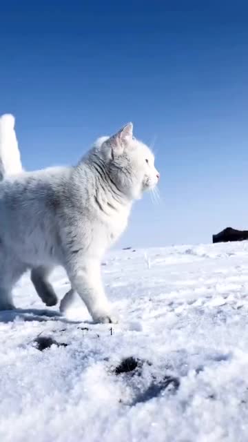 萌宠大世界野生雪猫特别稀有因为一般的都冻死了