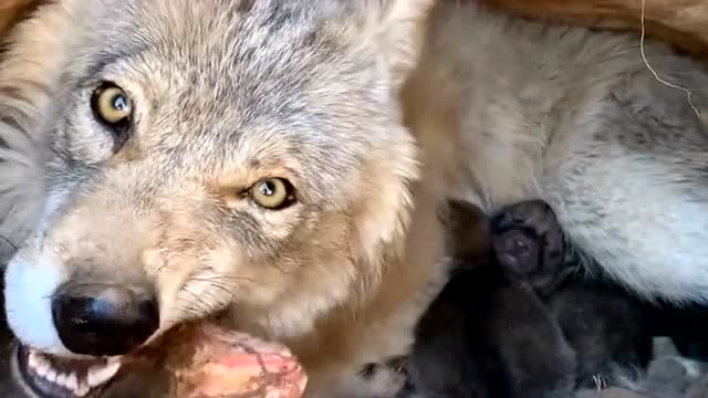 近距离拍摄狼妈妈进食,吃饱喝足,还要给狼崽子喂奶