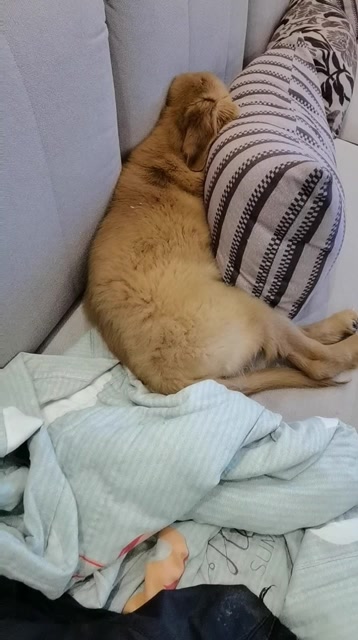 睡懵了的大金毛