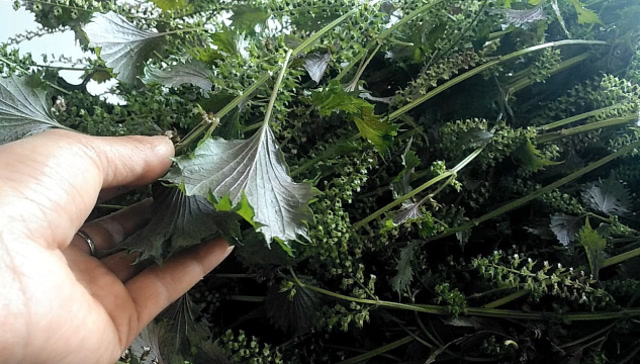 紫苏:日本人做料理,韩国人做泡菜,在中国用处更广