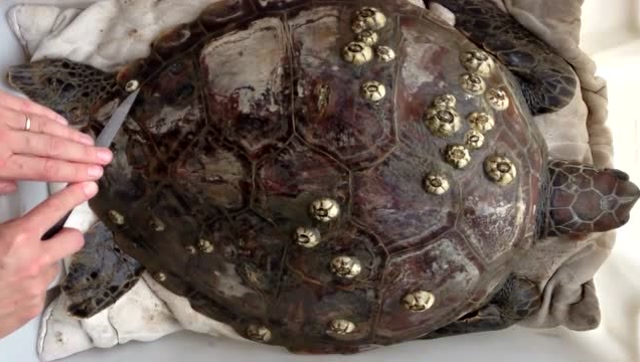 舒适, 帮助海龟去除藤壶寄生物