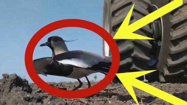 拖拉机犁地遇小鸟,勇敢鸟妈妈以命相护,监控拍下全过程!