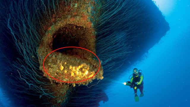深海10000米生物图片
