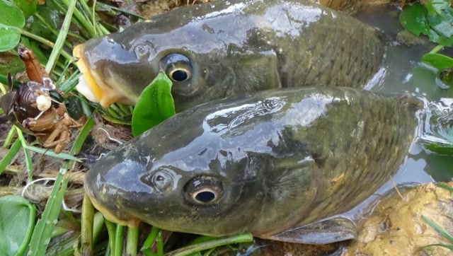 妹子在河边发现一个洞,直接现抓蟋蟀捕鱼,鱼:我太难了