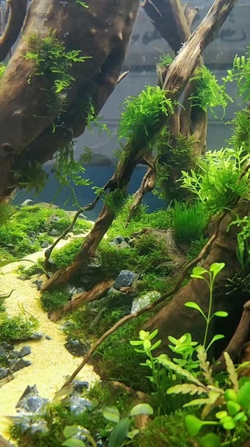 水草缸森林景观,让我们把大自然搬回家