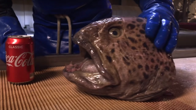 龙鳗有多可怕?就算只剩下一个头,也要将目标轻松击垮!