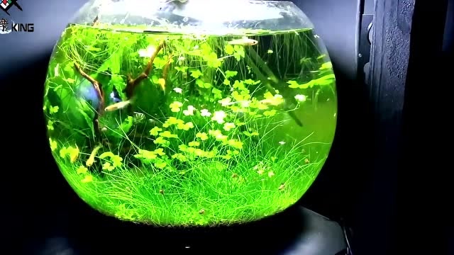 精致圆形草缸也可以如此漂亮,修剪一下效果更好