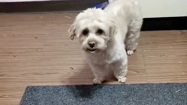 龙肉球偷主人的钱不承认主人让它看监控看完龙肉球不好意思了