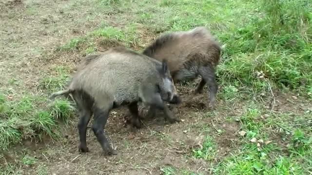 两只野猪打架,谁的力气大谁就是赢家