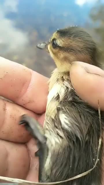 近距离看看纯野鸭子幼崽,长什么样子
