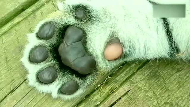 这小肉垫还以为是猫咪呢,原来是老虎啊