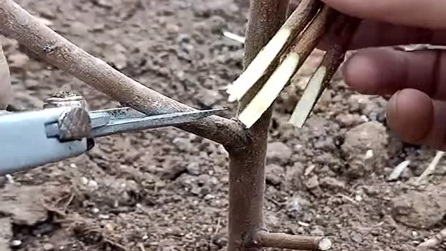 农村高手教你如何在春季嫁接树苗,看上去简直太厉害了,学着备用吧!