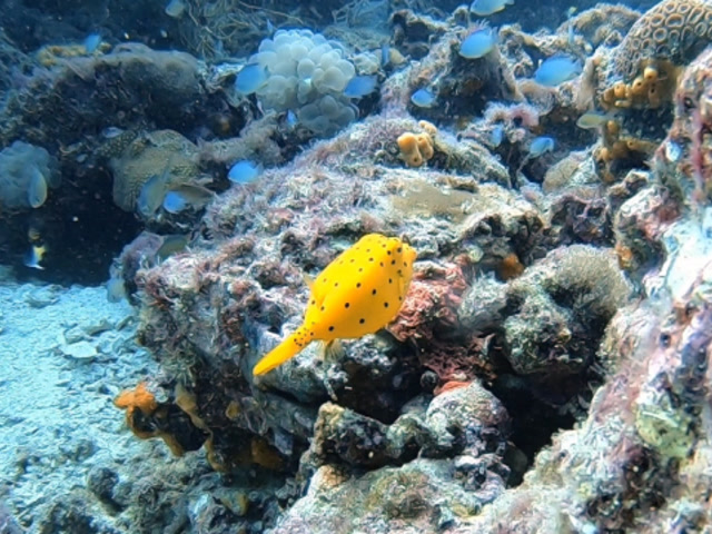 泰国潜水旅行日记 遇见可爱的黄色盒子鱼