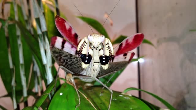 图画原斧螳的样子,确实非常招人喜欢