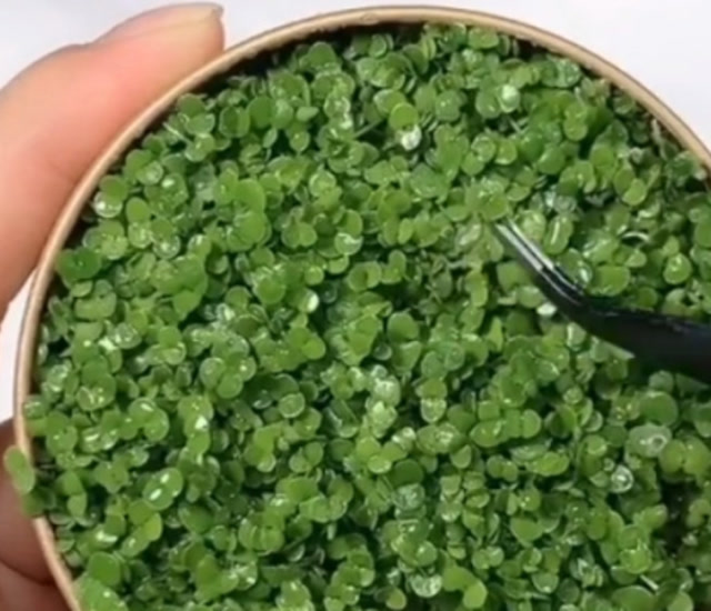 放了一个月的海藻面膜竟然发芽了,果然是纯天然,无添加!